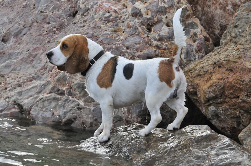 Kan een Beagle alleen thuis blijven?