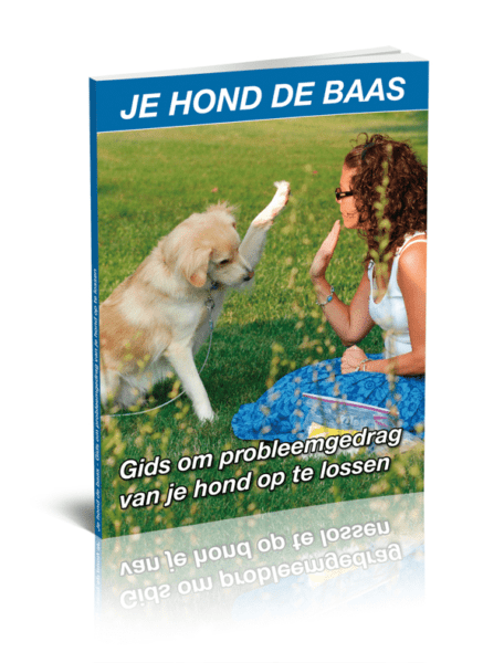 Labrador kopen? Lees eerst dit handboek! Labrador kopen? Lees eerst dit handboek!