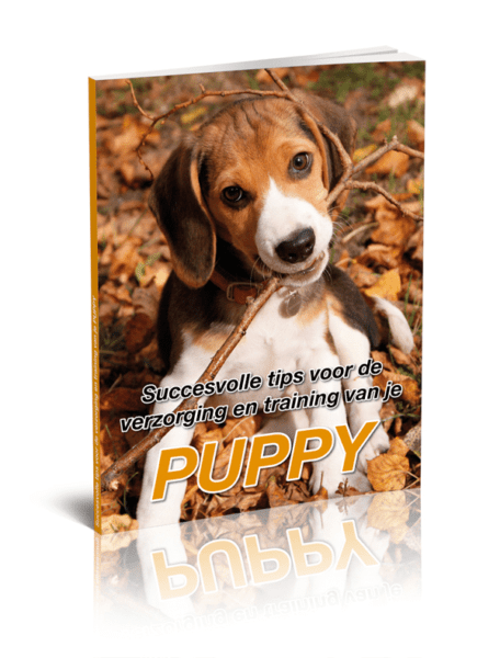 Labrador kopen? Lees eerst dit handboek! Labrador kopen? Lees eerst dit handboek!