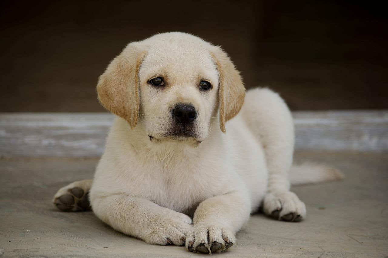 Labrador handboek review - Wil je deze wel kopen?