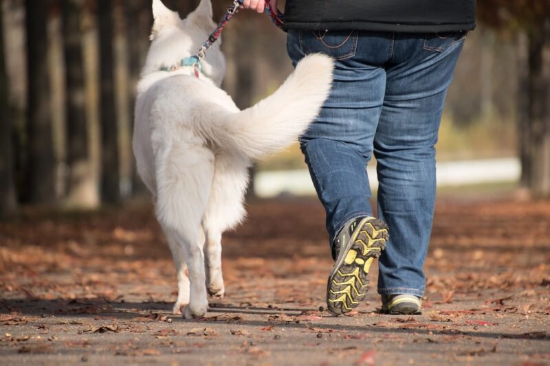 Mijn hond trekt aan de riem