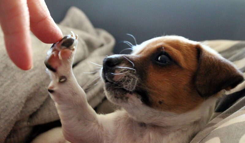 Waarop letten bij aankoop Jack Russel? 