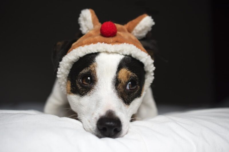 Waarop letten bij aankoop Jack Russel?