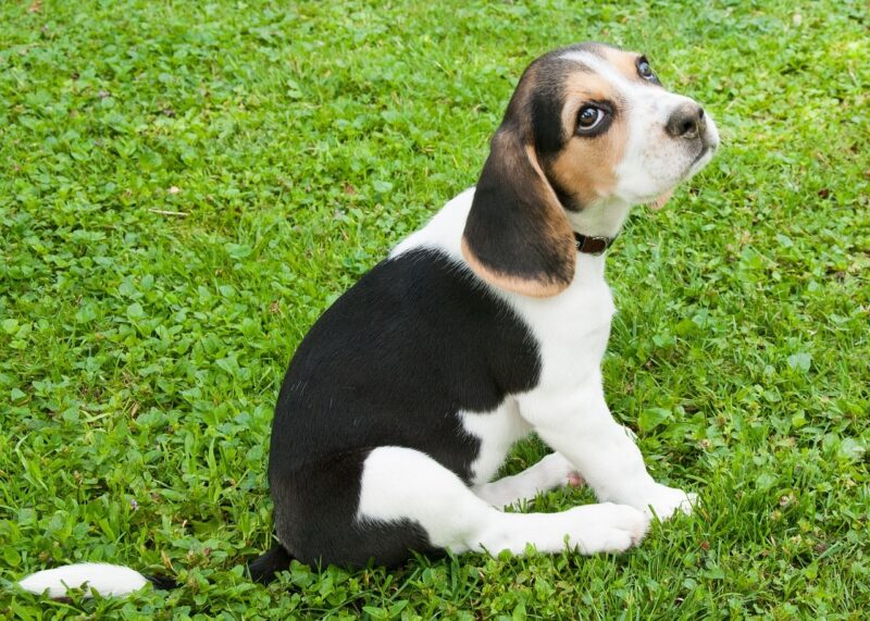 Wat kost een Beagle pup met stamboom?