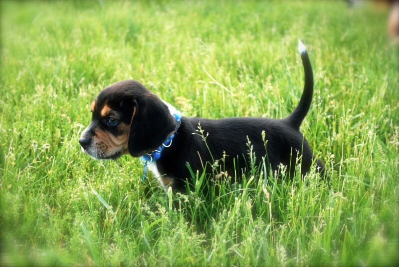 Wat kost een Beagle pup met stamboom?