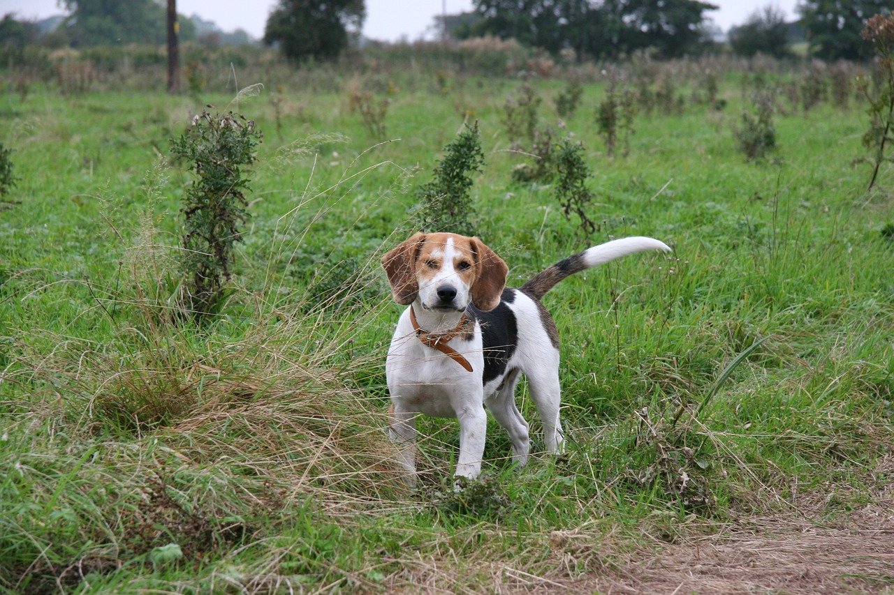 Wat kost een Beagle pup met stamboom? – Dit is wat je kunt verwachten!