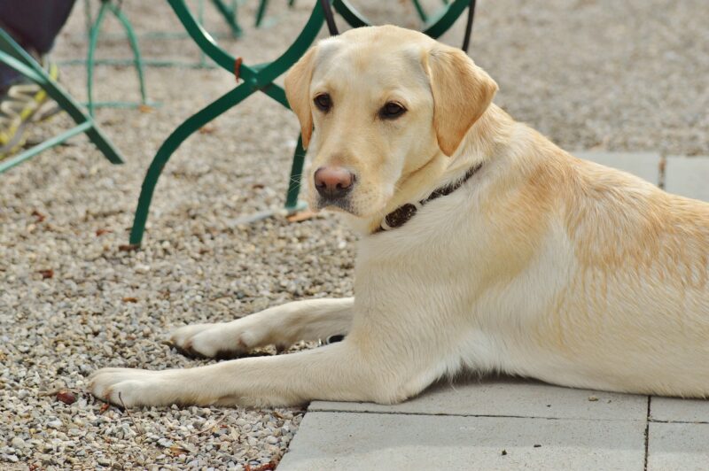 Labrador handboek review - Wil je deze wel kopen?
