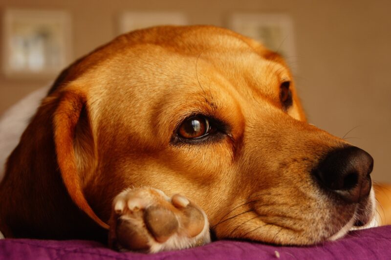 Wat moet je weten over Beagles?
