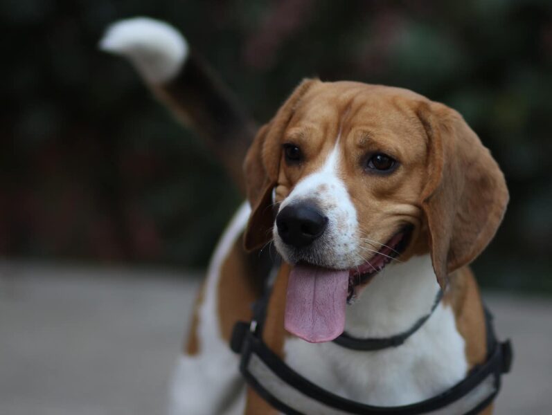 Wat moet je weten over Beagles?