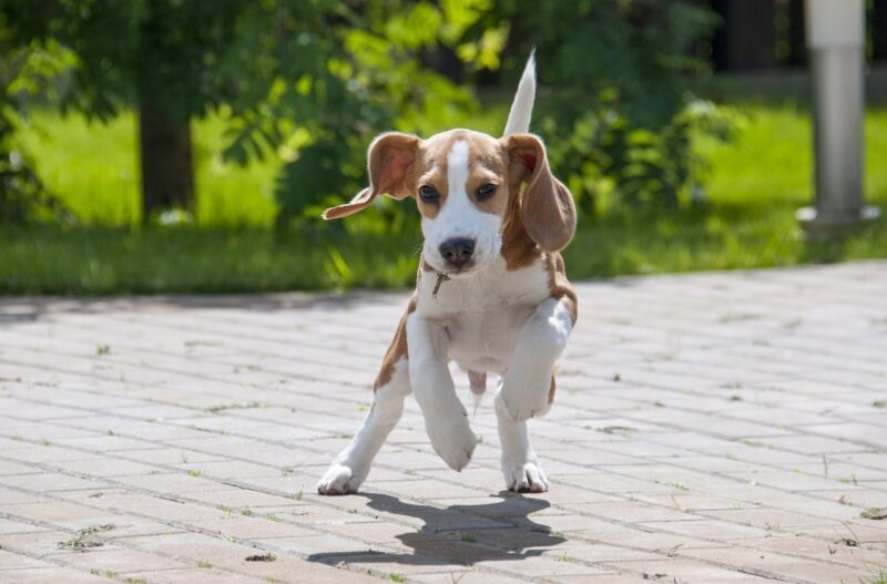 Wat moet je weten over Beagles?
