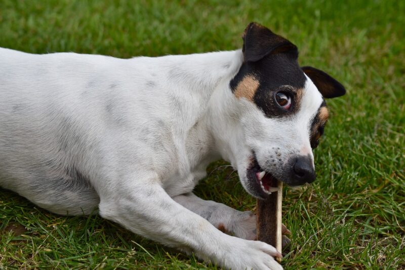 welke brokken voor een Jack Russell