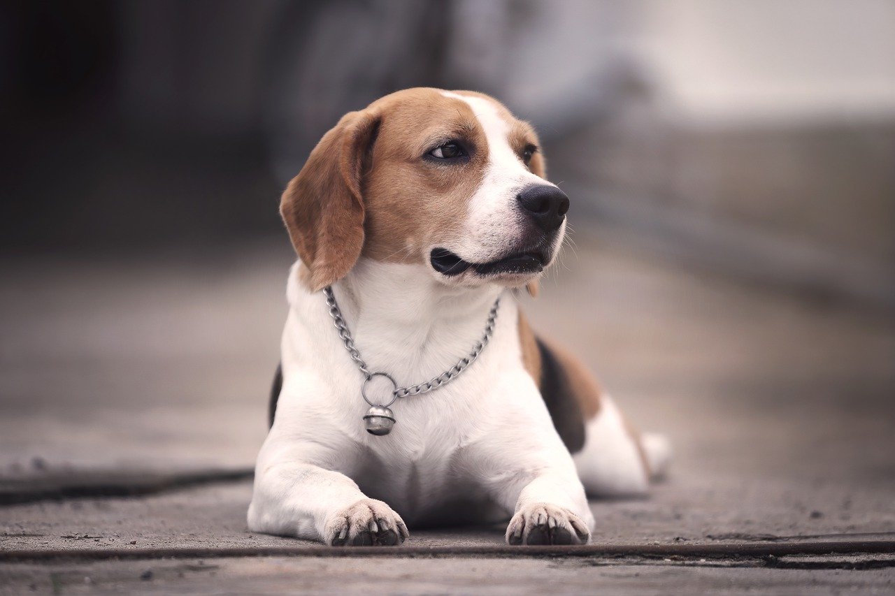 Welk voer voor een Beagle? - Onze top 3