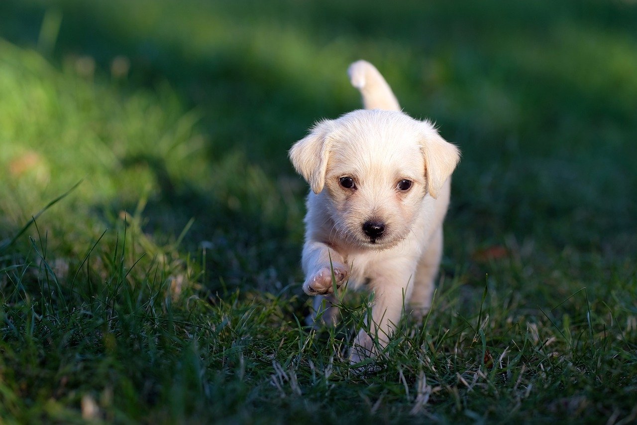 Hoeveel kost een puppy? - Deze kosten kun je verwachten!