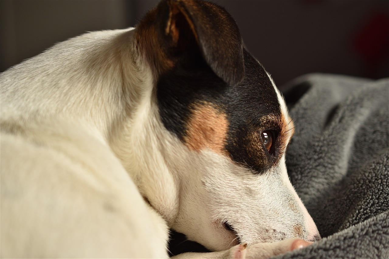 Welke brokken voor een Jack Russel? - De beste keus voor jouw Jack Russel