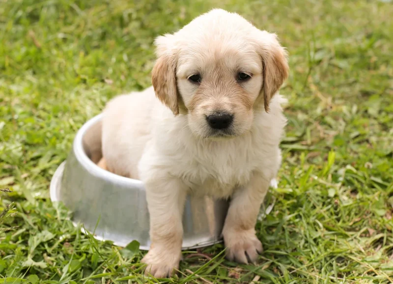 5 fouten om te vermijden bij het opvoeden van een pup