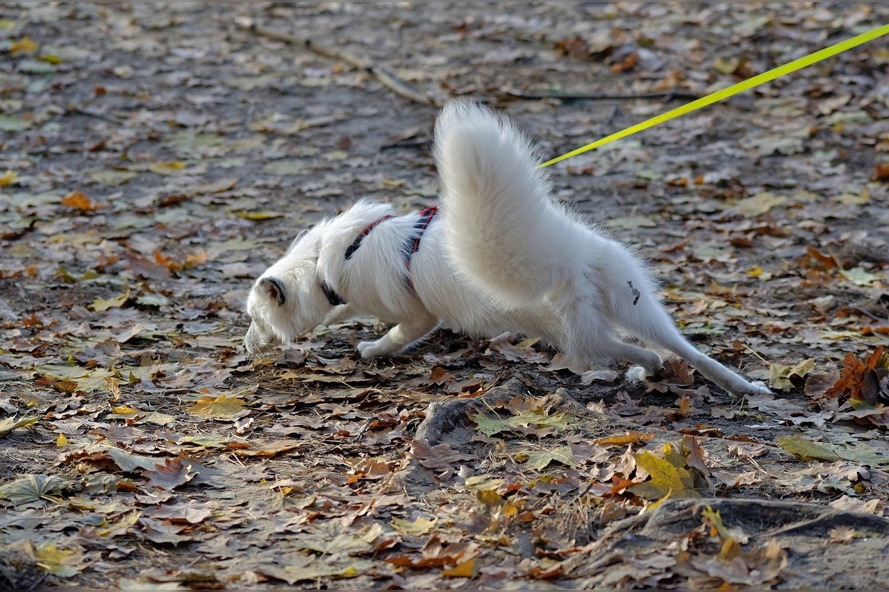 Hoe een puppy aan leiband leren lopen?