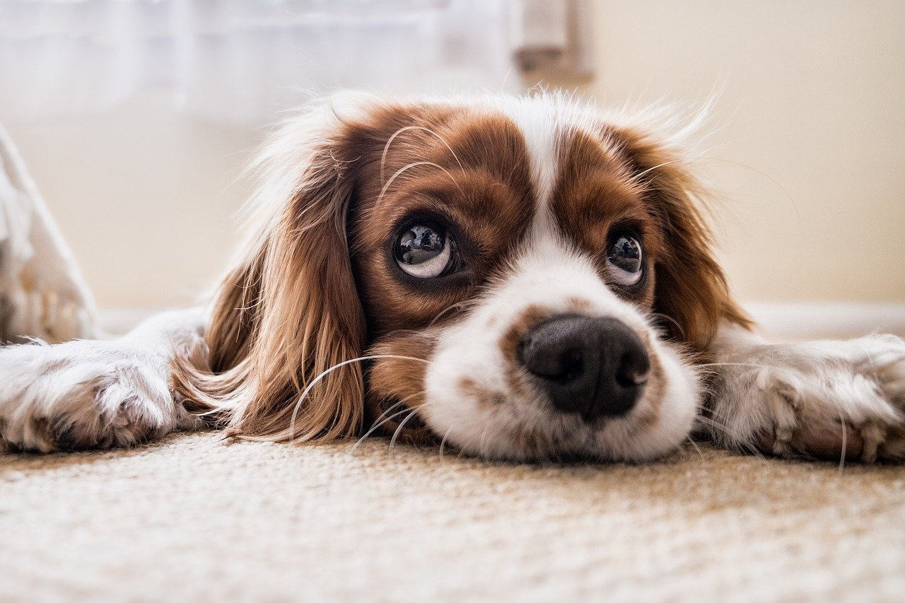 Gistinfecties bij honden – Wat is het en hoe kun je deze het beste behandelen?