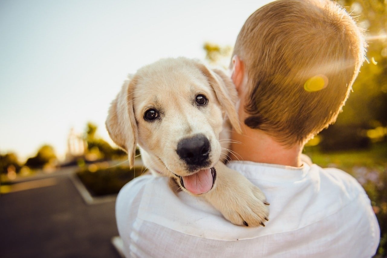 Hoe snel hoort een puppy te ademen?