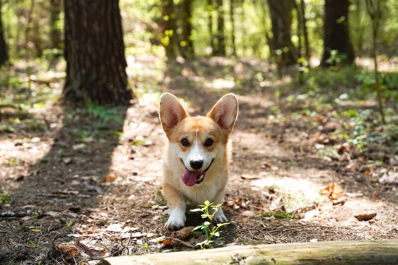 Hoe vaak moet een puppy naar buiten?