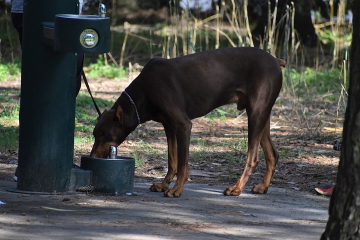 Beste Drinkfontein voor je hond - Top 5