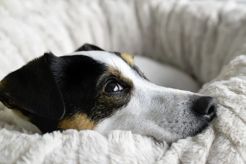 Welke voeding voor een Jack Russel pup?