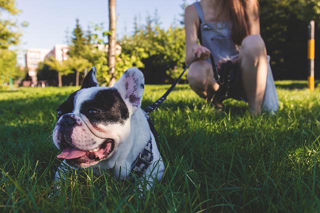 Hoe een puppy aan leiband leren lopen?