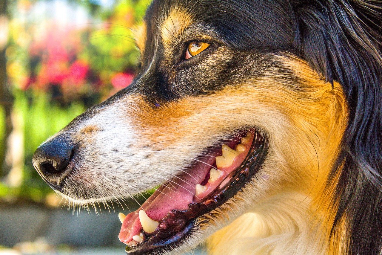 Hoe moet ik de tanden poetsen van mijn hond?