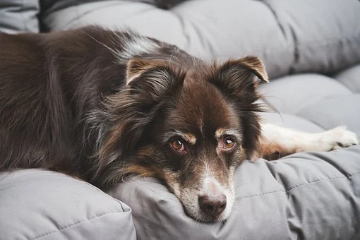 Hoe kun je gistinfecties bij honden herkennen?