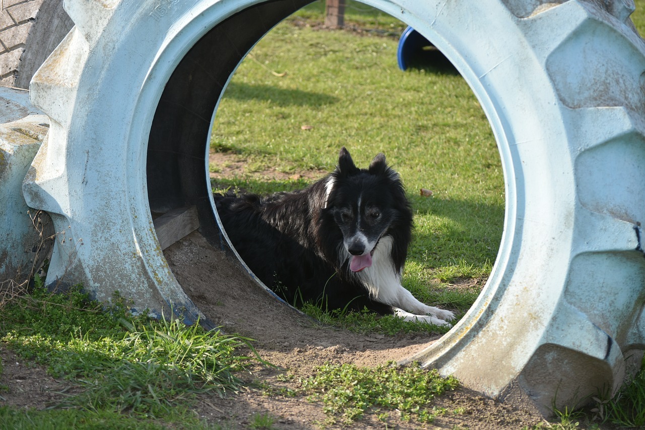 Wat is de Beste puppy training? 2 mogelijkheden