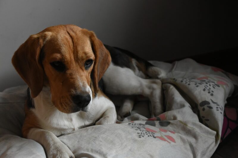 Welk voer voor een Beagle? - Onze top 3