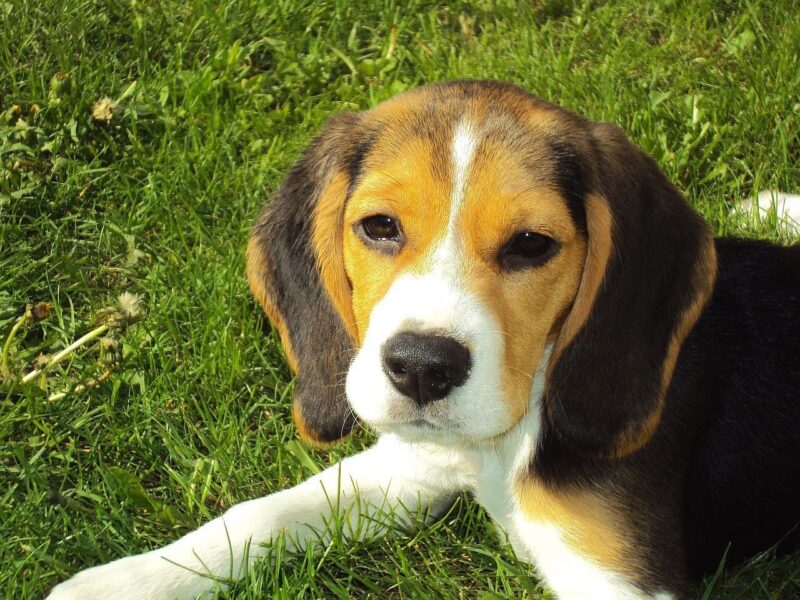 Wat kost een Beagle pup met stamboom? – Dit is wat je kunt verwachten!