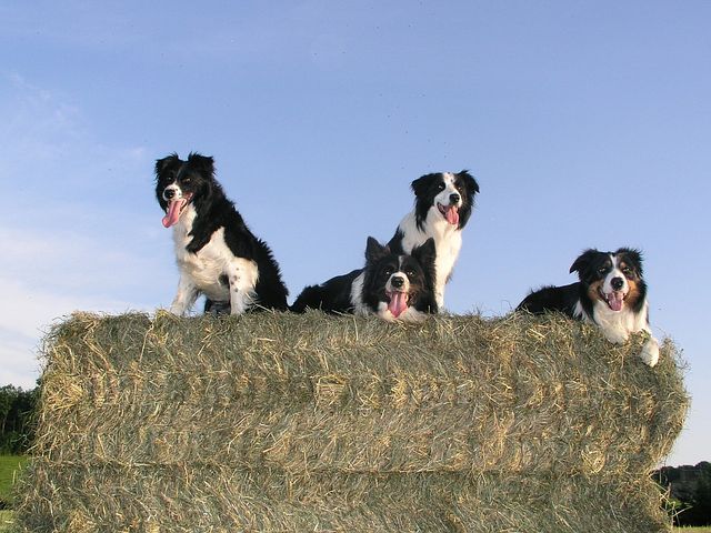 Border Collie Geheimen Review