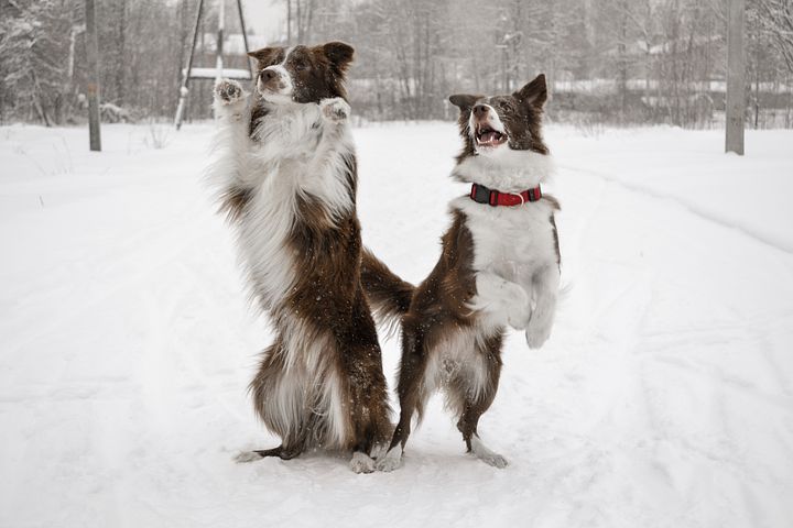 Border Collie Geheimen Review