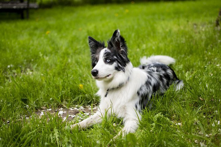 Border Collie Geheimen Review