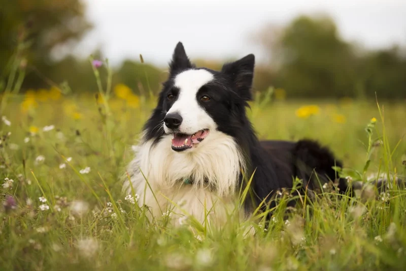 Border Collie Geheimen Review