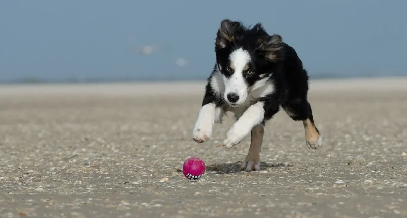 Border Collie Geheimen Review