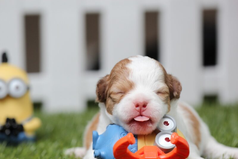 Hoe kun je een puppy leren wennen aan een nieuw huis?