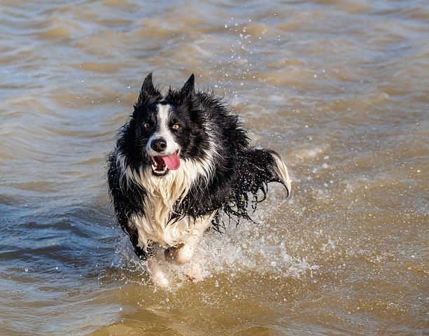 Border Collie Geheimen Review