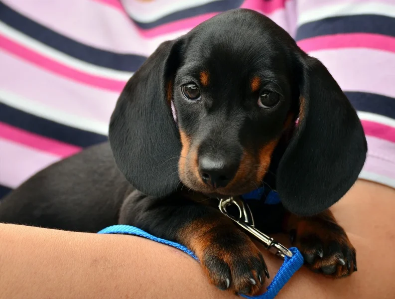 Beste halsbanden top 5 - De beste halsbanden voor jouw viervoeter Kan een Beagle alleen thuis blijven?