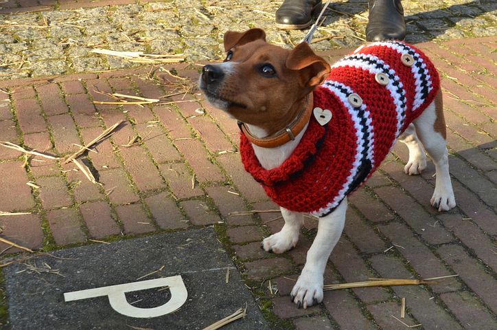 Beste Jas voor honden Top 5 - Zo blijft je hond warm en droog!