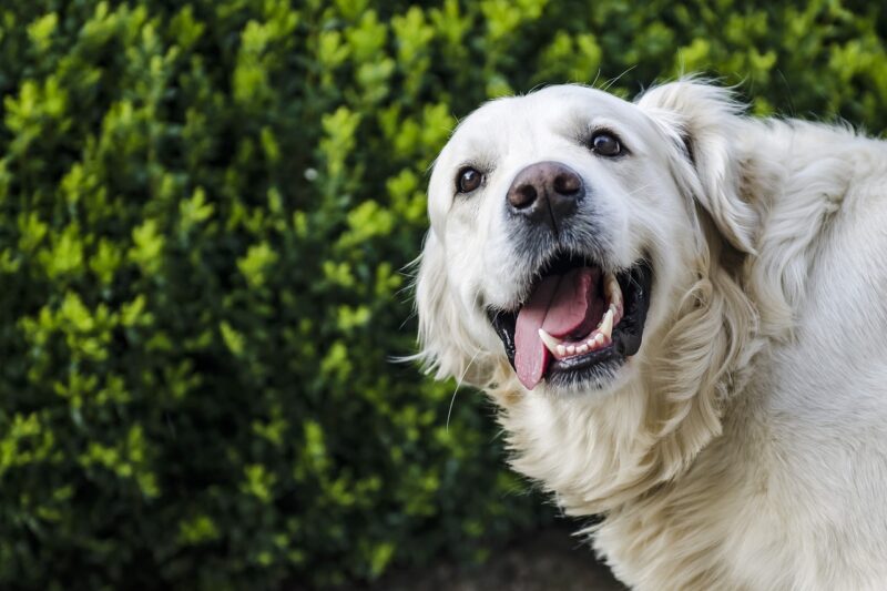 Hoe moet ik de tanden poetsen van mijn hond?