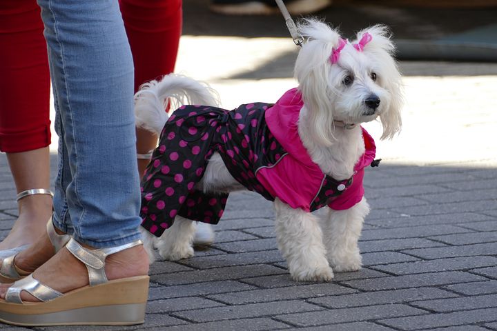 Beste Jas voor honden Top 5 - Zo blijft je hond warm en droog!