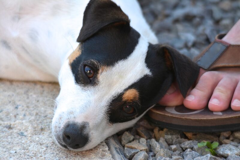 Welke brokken voor een Jack Russel? - De beste keus voor jouw Jack Russel Welke brokken voor een Jack Russel? - De beste keus voor jouw Jack Russel