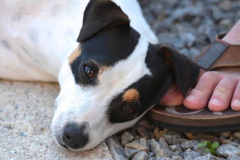 Welke brokken voor een Jack Russel? - De beste keus voor jouw Jack Russel