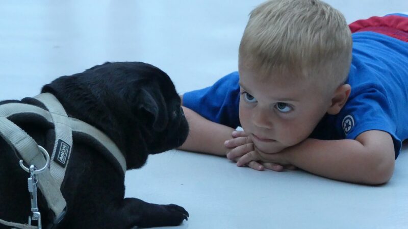 Hoe kun je een puppy leren wennen aan een nieuw huis?