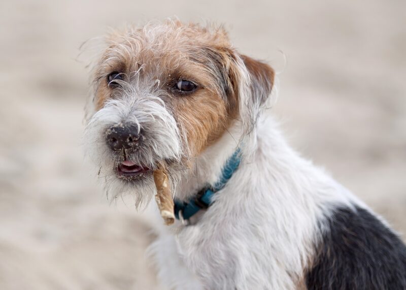 Waarop letten bij aankoop Jack Russel? Parson Russel Terriër