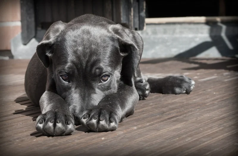 Puppy laat veel scheten