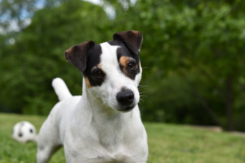 Jack Russel Terriër