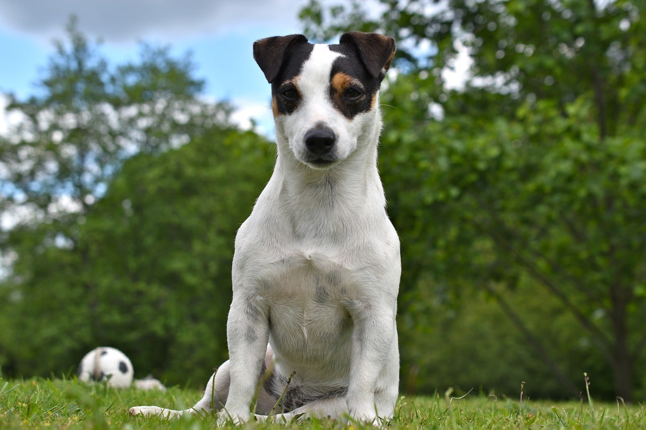 Waarop letten bij aankoop Jack Russel?