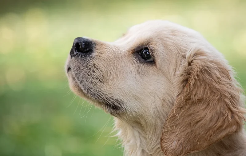 Hoe hou je je hond gezond